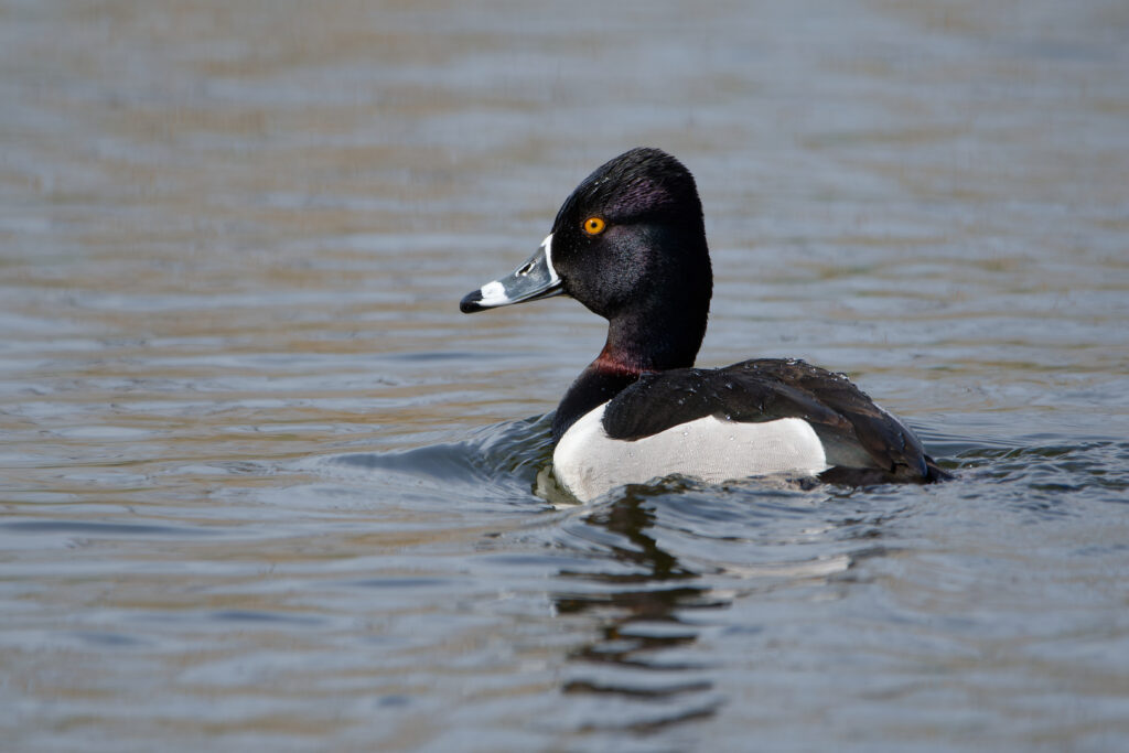 Photo of Ring-Necked Duck